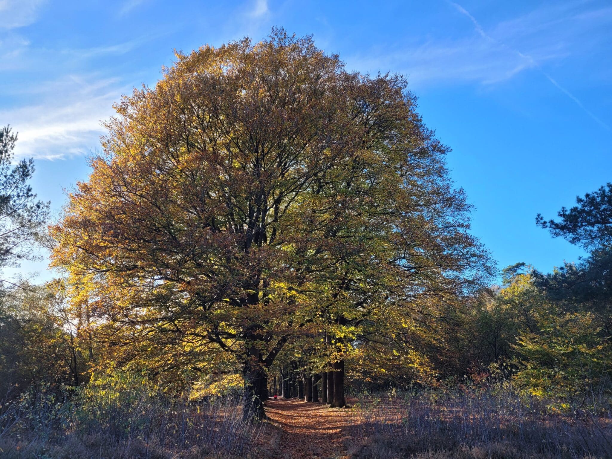 Hoe ik ooit een uitvaart in het Duits begeleide