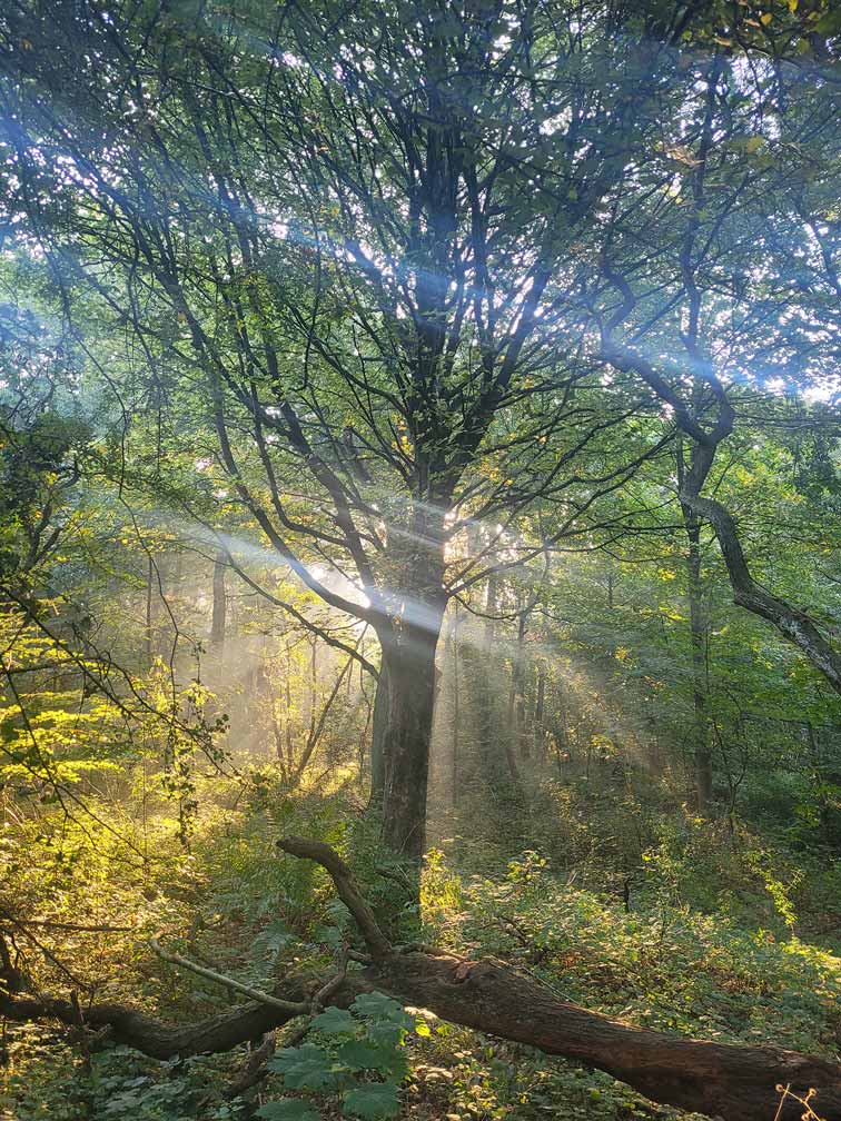 4 columns in 1 - Hart Uitvaart